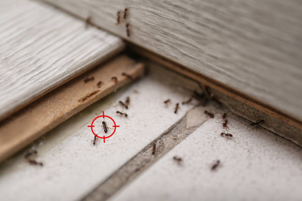 Wildlife Control Services in Mauriceville, TX