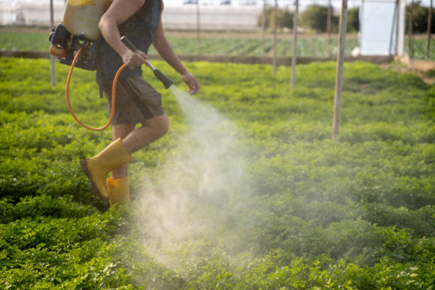 Best Ant Control Services  in Mauriceville, TX