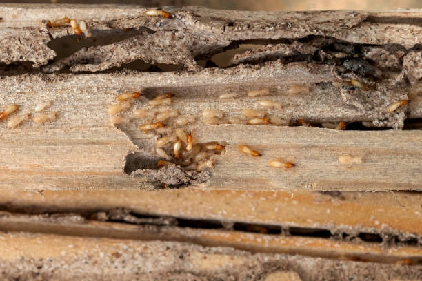 Best Bed Bug Extermination  in Mauriceville, TX
